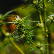 MPF quer que a Justiça autorize associação a plantar cannabis para fins terapêuticos