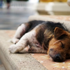 Prefeitura processa vereador por críticas em rede social sobre cachorro abandonado