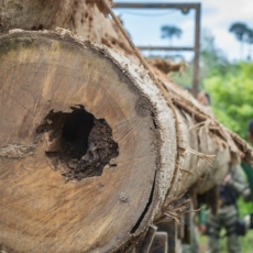 Evitar a grilagem de terras públicas para combater o desmatamento da Amazônia