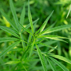A prescrição de produtos de Cannabis só como última alternativa