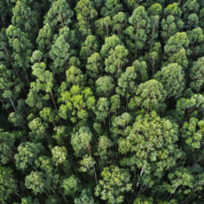 Coordenando políticas para proteger a Terra na COP 28