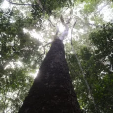 BID planeja triplicar financiamento climático para América Latina e Caribe