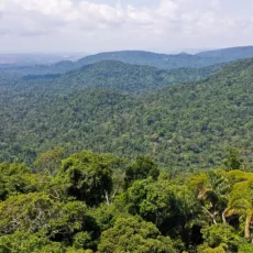 O Marco Legal do Carbono e sua contribuição para o mercado voluntário