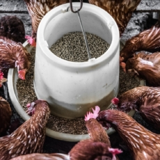 Paraná renova proibição a aves em eventos agropecuários