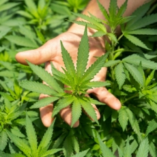 Cannabis: o que fazer depois da legalização?