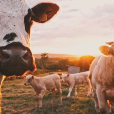 Animal vivo é carne? STJ decidirá questão para fins tributários