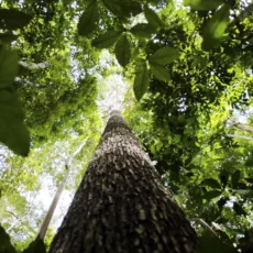 Compensação de créditos de carbono dentro do ESG corporativo