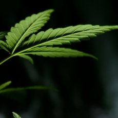 A legalização da maconha na Alemanha e os possíveis reflexos da decisão no Brasil