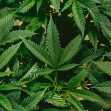 O que está em jogo no julgamento do STF sobre a descriminalização do porte de maconha