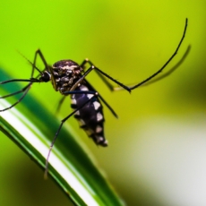 Dengue é mais grave em crianças de até 5 anos, revela estudo da Fiocruz