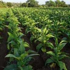 Desafios para a defesa da concorrência no setor agroalimentar