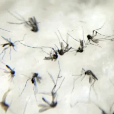 Redução de impostos de repelentes pode ajudar a combater epidemia de dengue