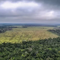 TRF1 reconhece responsabilidade por danos ambientais de comprador de área desmatada 