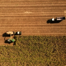 Agronegócio e Ibama: efeito bumerangue e aplicação inconsequente da precaução