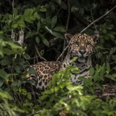 Corrupção, o eixo pouco visível do tráfico de animais silvestres
