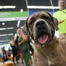 Congresso tem mais de 30 projetos para regular transporte de animais em aviões