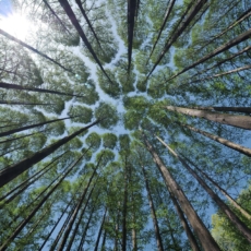 Financiamento público e preservação ambiental: caminhos para a sustentabilidade