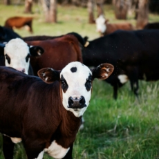 STJ define que animal vivo é carne para fins tributários