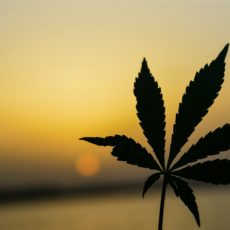 STF  – julgamento da descriminalização do porte de maconha – sessão de 25/6/2024