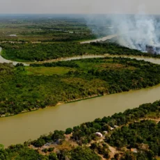 STF reconhece omissão do Congresso em regulamentar preservação do Pantanal