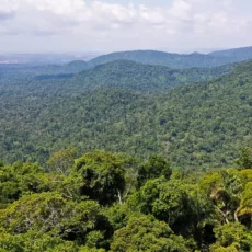 Amazônia, algoritmos e guardiões da floresta