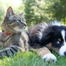 SP regulamenta comercialização de cães e gatos no estado