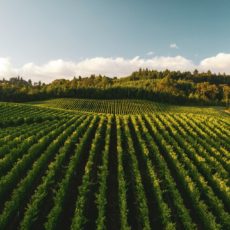 Os impactos da reforma tributária para o agronegócio