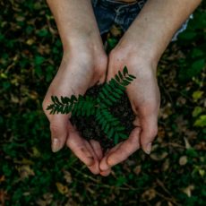Transformando paisagens: projeto inova com sustentabilidade no oeste de MT