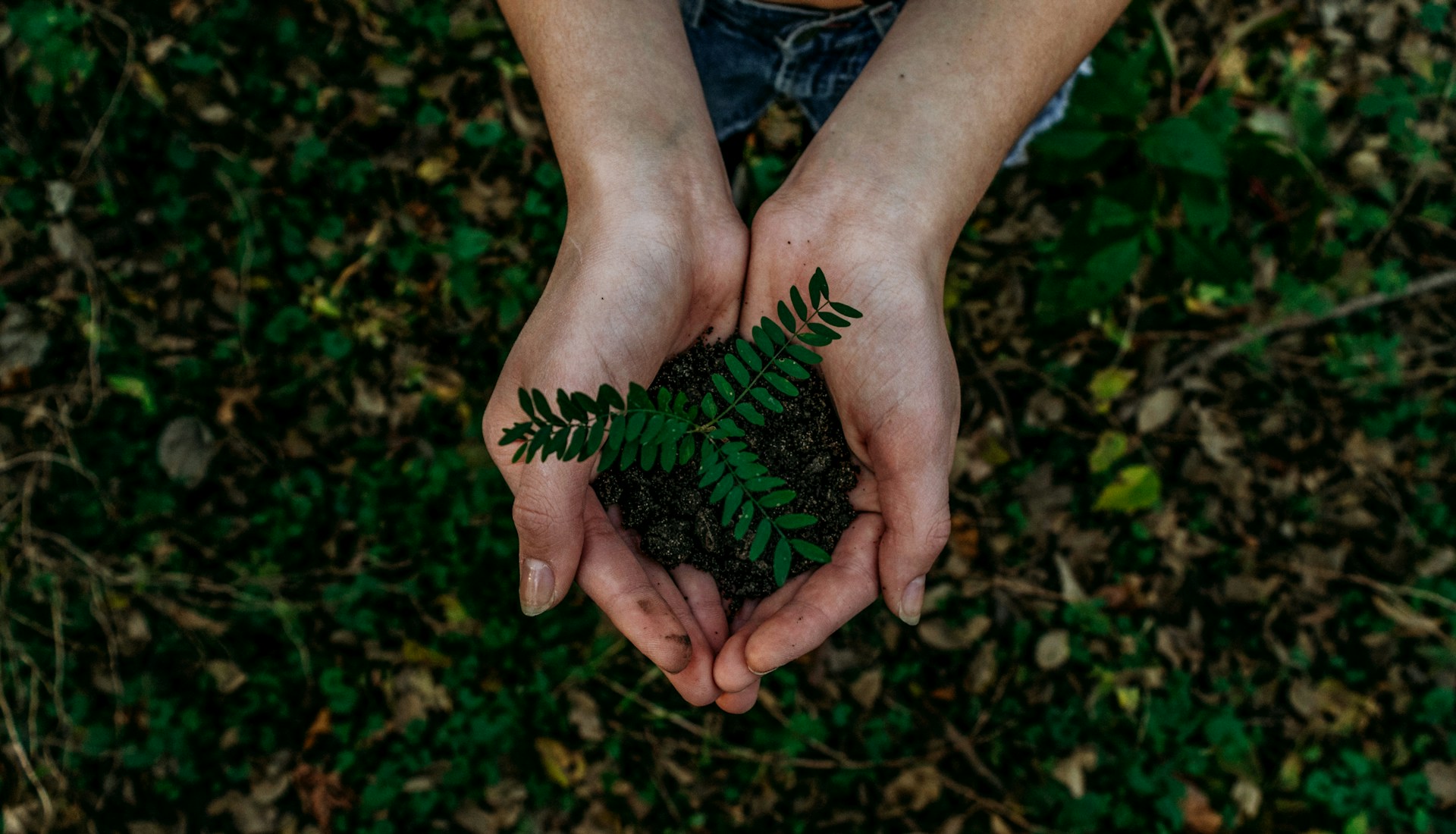 Transformando paisagens: projeto inova com sustentabilidade no oeste de MT