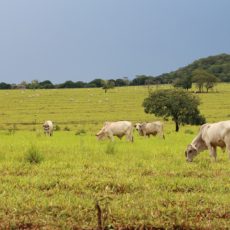 A insegurança jurídico-institucional que prejudica o agronegócio e o Brasil