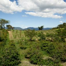 Um acordo para implementar a agricultura regenerativa na América Latina