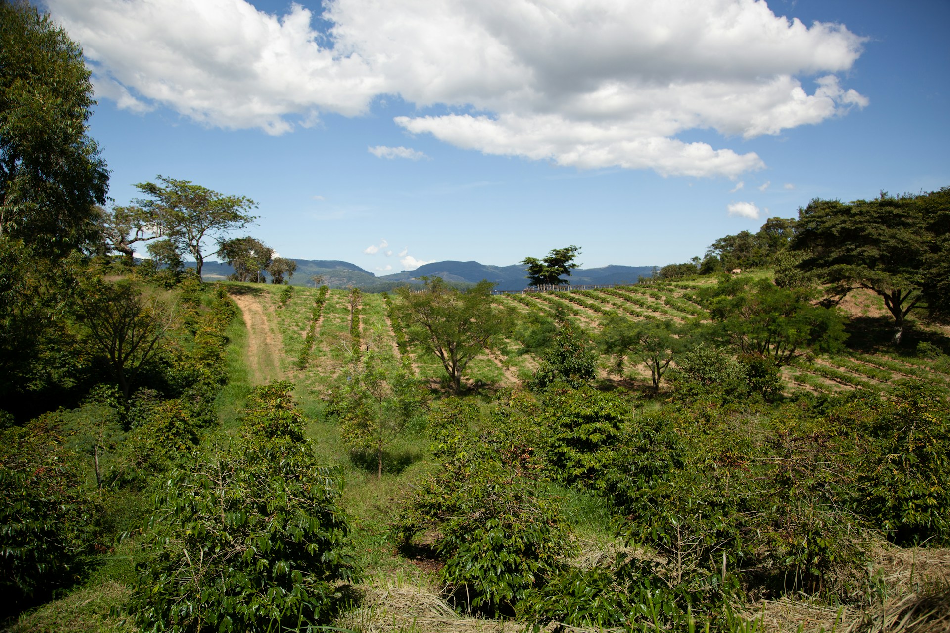Um acordo para implementar a agricultura regenerativa na América Latina