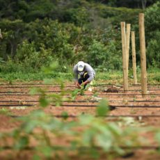 Governo da Bahia regulamenta Política Estadual de Agroecologia