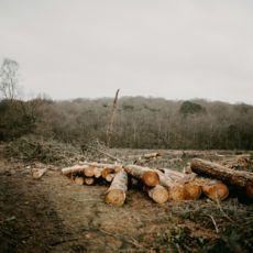 Qual é o preço do desmatamento ilegal para o clima?