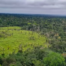 STJ: herdeiro de área desmatada não assume multa por infração ambiental