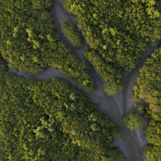 Biodiversidade, o elo perdido da sustentabilidade