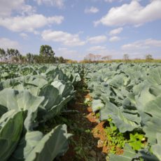 Fiagro como veículo de investimento na descarbonização da economia