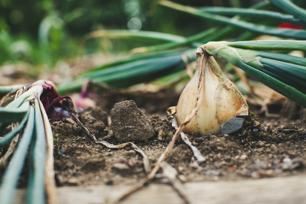 insumos para fertilizantes