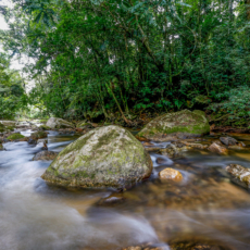 Reserva da Biosfera: decreto estabelece diretrizes para implementação no ES
