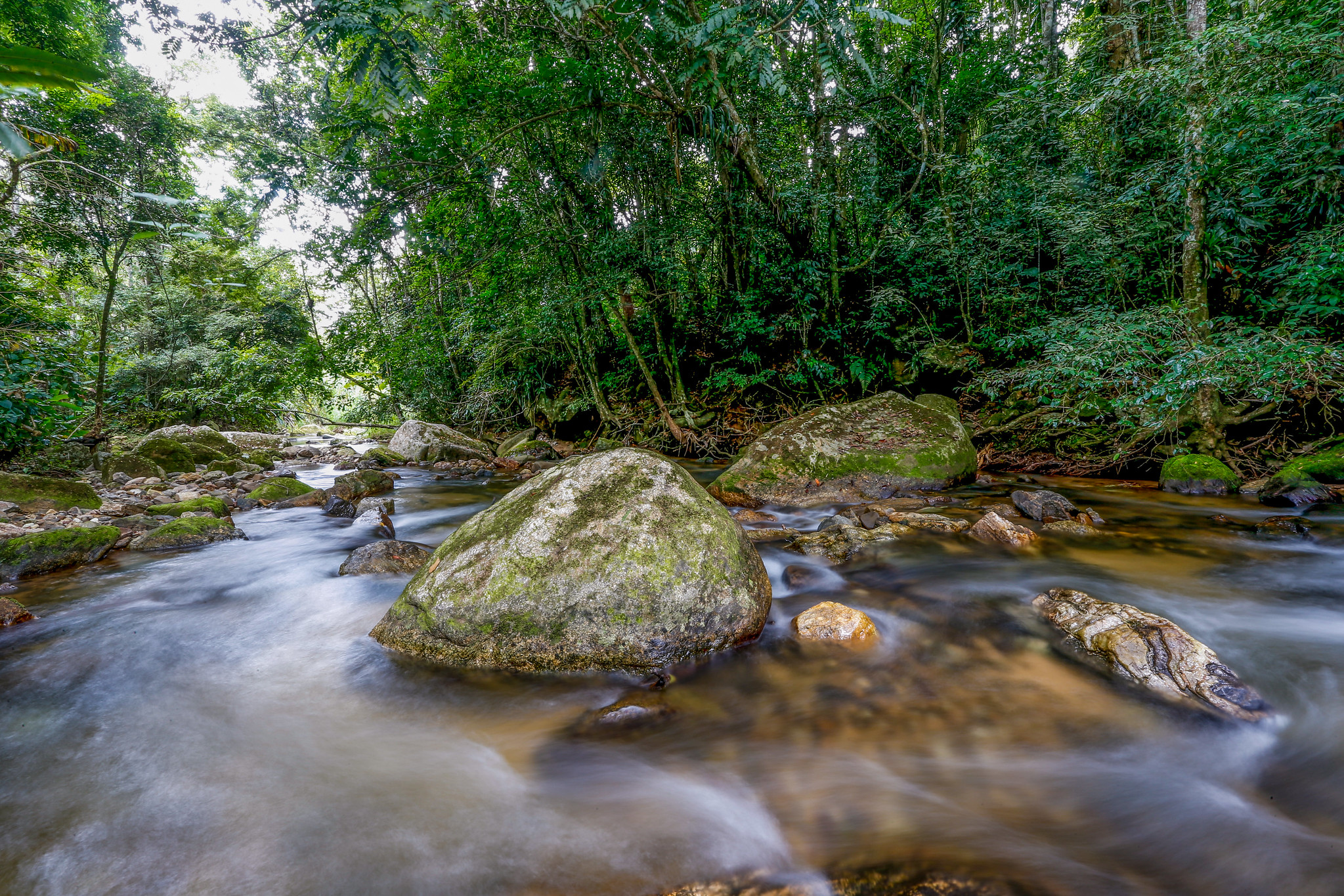 Reserva da Biosfera: decreto estabelece diretrizes para implementação no ES