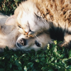 Anvisa aprova uso de produtos à base de cannabis para tratamento em animais
