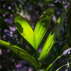 Fundo de repartição de benefícios da biodiversidade será acionado pela 1ª vez