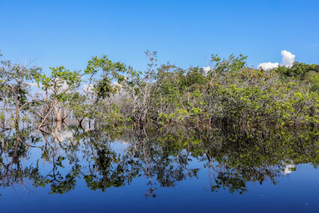 amazônia bioeconomia