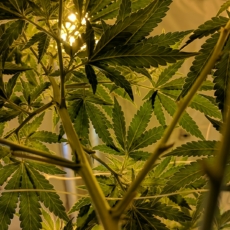 STJ dá importante passo para salvaguardar direito, mas é preciso seguir a Lei de Drogas