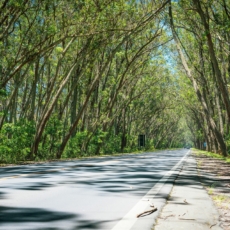 Uma caminhada rumo à matriz energética verde
