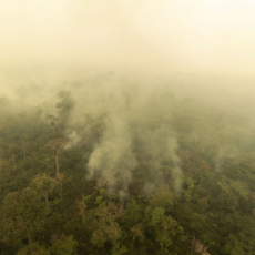 Um novo caminho para a resolução de crimes ambientais na Amazônia