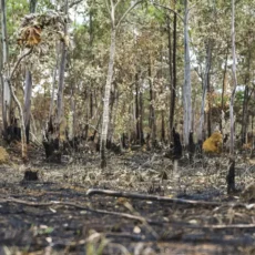 Emendas parlamentares poderão ser usadas para financiar Fundo de Meio Ambiente