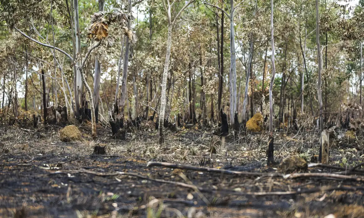 Emendas parlamentares poderão ser usadas para financiar Fundo de Meio Ambiente