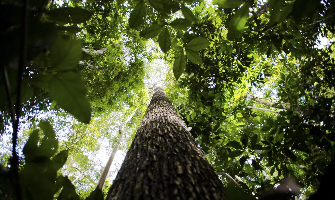 Código Florestal: o Brasil diante da encruzilhada entre retrocesso e liderança climática