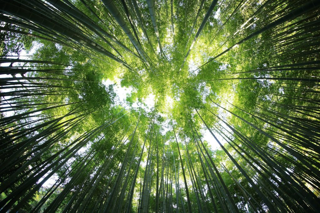 Cortes alienígenas e comandos para com obrigações de proteção à crise climática
